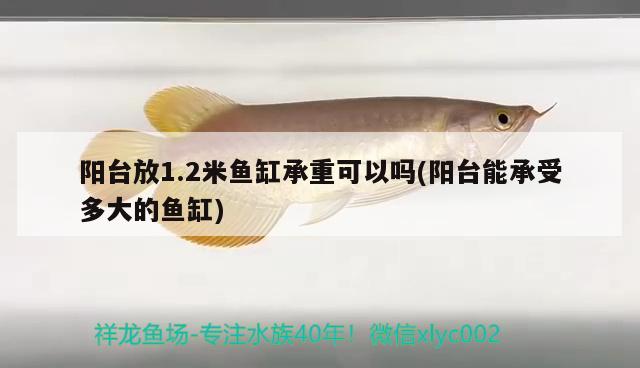 陽(yáng)臺(tái)放1.2米魚(yú)缸承重可以嗎(陽(yáng)臺(tái)能承受多大的魚(yú)缸)