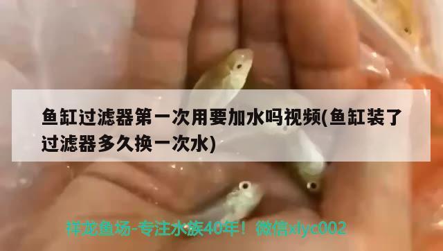 魚缸過濾器第一次用要加水嗎視頻(魚缸裝了過濾器多久換一次水) 南美異型魚