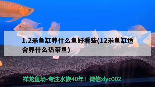 1.2米魚缸養(yǎng)什么魚好看些(12米魚缸適合養(yǎng)什么熱帶魚)