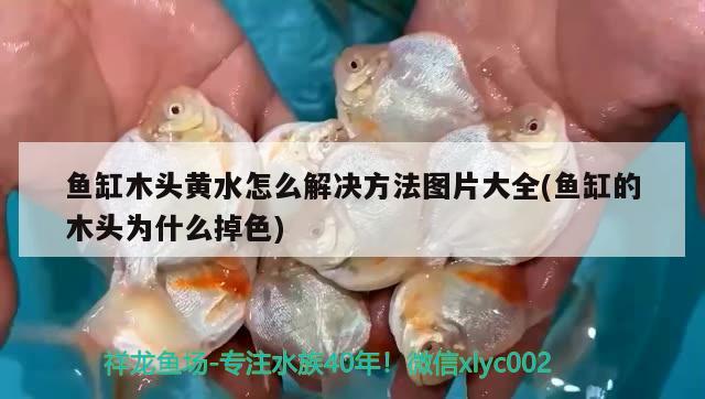 魚缸木頭黃水怎么解決方法圖片大全(魚缸的木頭為什么掉色)