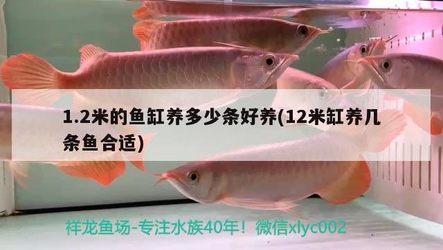 1.2米的魚缸養(yǎng)多少條好養(yǎng)(12米缸養(yǎng)幾條魚合適) 虎紋銀版魚