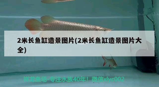 2米長魚缸造景圖片(2米長魚缸造景圖片大全) 元寶鯽