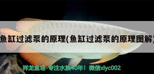 魚(yú)缸過(guò)濾泵的原理(魚(yú)缸過(guò)濾泵的原理圖解) 觀賞魚(yú)水族批發(fā)市場(chǎng)