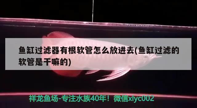 魚缸過濾器有根軟管怎么放進(jìn)去(魚缸過濾的軟管是干嘛的)