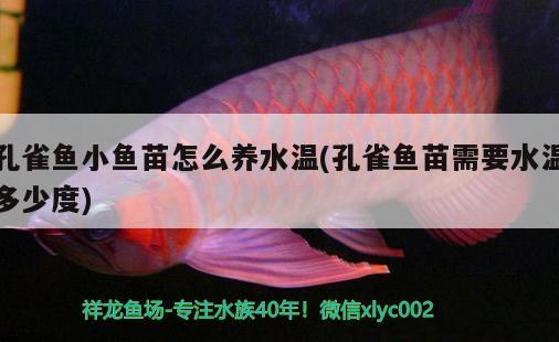 孔雀魚小魚苗怎么養(yǎng)水溫(孔雀魚苗需要水溫多少度)