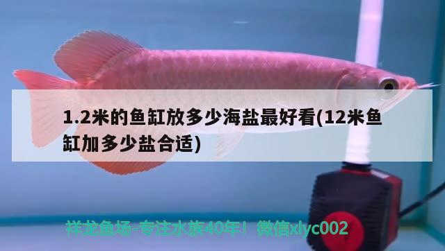 1.2米的魚缸放多少海鹽最好看(12米魚缸加多少鹽合適) 戰(zhàn)車紅龍魚