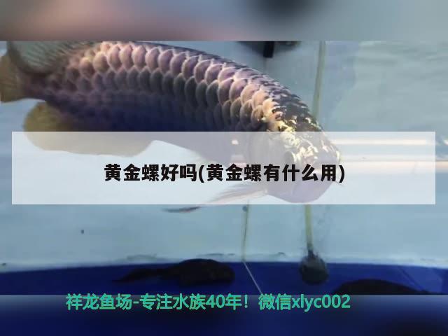 黃金螺好嗎(黃金螺有什么用) 觀賞魚(yú)