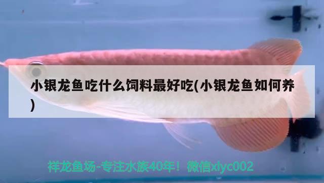 小銀龍魚吃什么飼料最好吃(小銀龍魚如何養(yǎng)) 銀龍魚百科 第2張