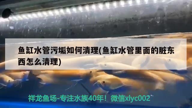 魚缸水管污垢如何清理(魚缸水管里面的臟東西怎么清理)