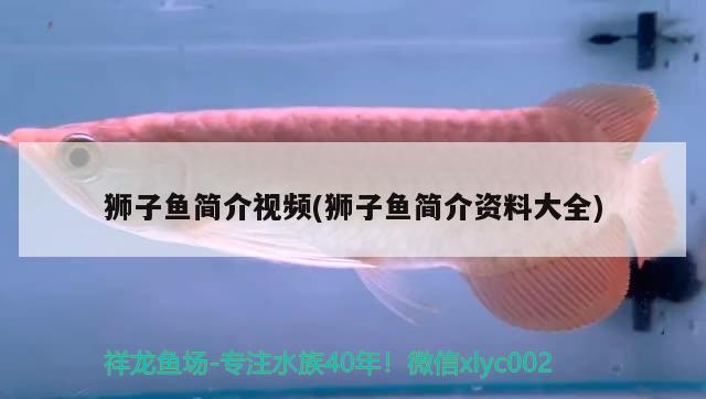 獅子魚簡(jiǎn)介視頻(獅子魚簡(jiǎn)介資料大全)