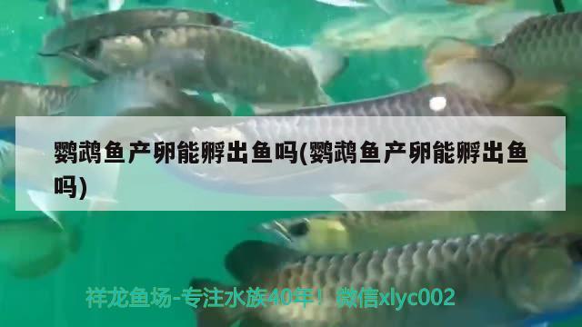 鸚鵡魚產(chǎn)卵能孵出魚嗎(鸚鵡魚產(chǎn)卵能孵出魚嗎) 鸚鵡魚