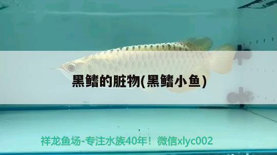 黑鰭的臟物(黑鰭小魚) 觀賞魚