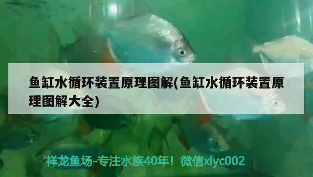 魚缸水循環(huán)裝置原理圖解(魚缸水循環(huán)裝置原理圖解大全) 虎紋銀版魚