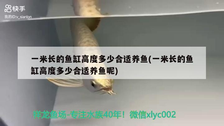 一米長的魚缸高度多少合適養(yǎng)魚(一米長的魚缸高度多少合適養(yǎng)魚呢)