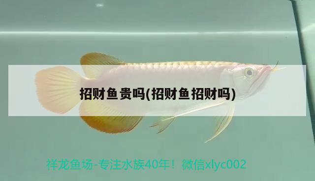 招財魚貴嗎(招財魚招財嗎) 觀賞魚