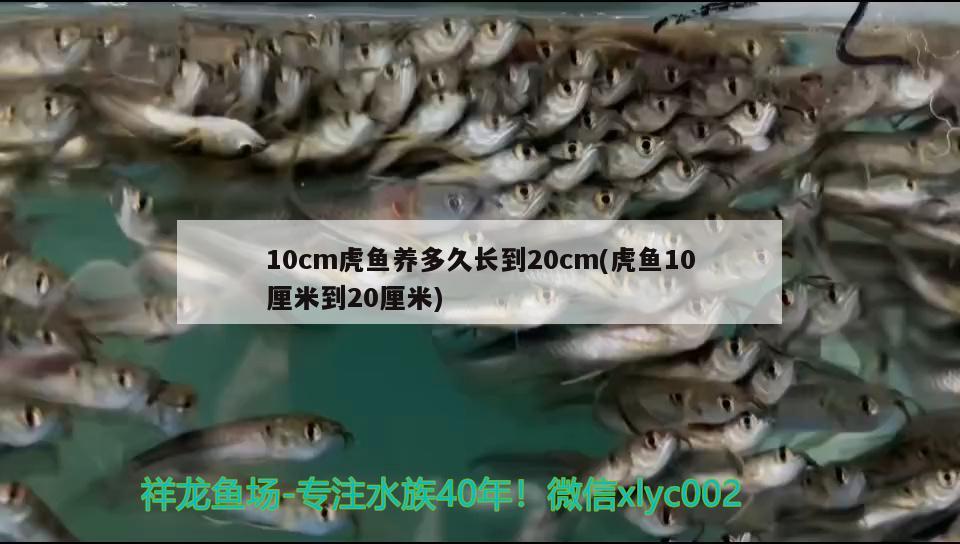 10cm虎魚養(yǎng)多久長到20cm(虎魚10厘米到20厘米) 虎魚百科