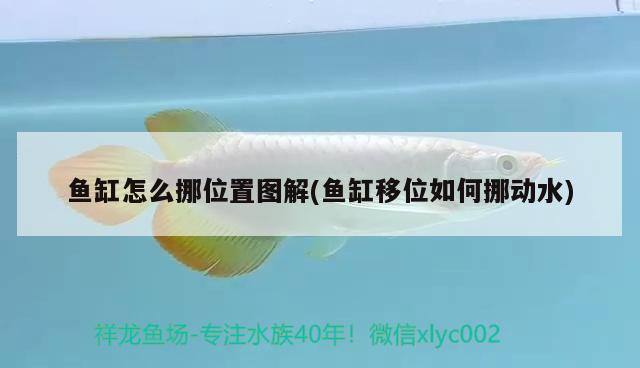 魚缸怎么挪位置圖解(魚缸移位如何挪動水) 龍魚芯片掃碼器