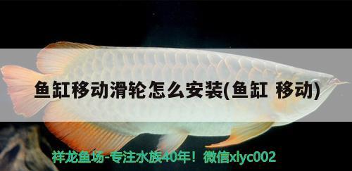 魚缸移動滑輪怎么安裝(魚缸移動) 黃金夢幻雷龍魚