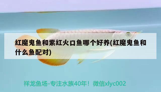 紅魔鬼魚和紫紅火口魚哪個(gè)好養(yǎng)(紅魔鬼魚和什么魚配對(duì)) 觀賞魚 第2張