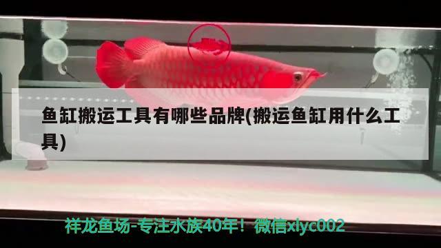 魚(yú)缸搬運(yùn)工具有哪些品牌(搬運(yùn)魚(yú)缸用什么工具) 刀魚(yú)魚(yú)