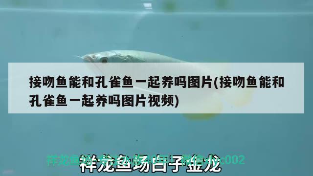 接吻魚(yú)能和孔雀魚(yú)一起養(yǎng)嗎圖片(接吻魚(yú)能和孔雀魚(yú)一起養(yǎng)嗎圖片視頻)