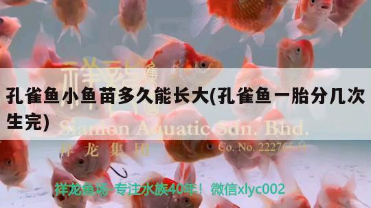 孔雀魚小魚苗多久能長大(孔雀魚一胎分幾次生完) 觀賞魚