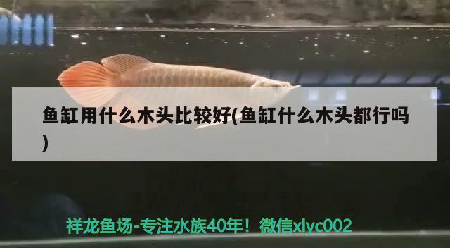 魚缸用什么木頭比較好(魚缸什么木頭都行嗎)