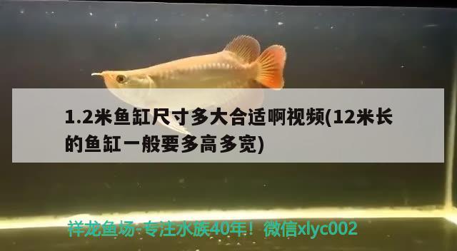 1.2米魚缸尺寸多大合適啊視頻(12米長的魚缸一般要多高多寬)