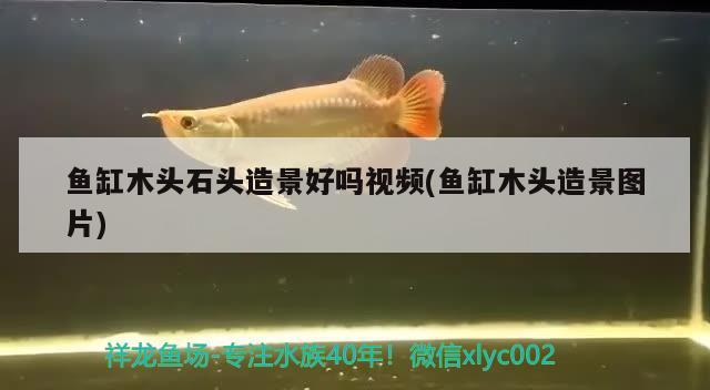 魚缸木頭石頭造景好嗎視頻(魚缸木頭造景圖片) 名貴錦鯉魚