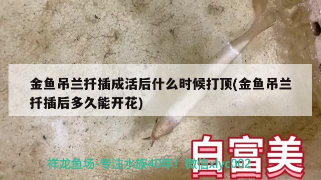 金魚吊蘭扦插成活后什么時候打頂(金魚吊蘭扦插后多久能開花) 觀賞魚