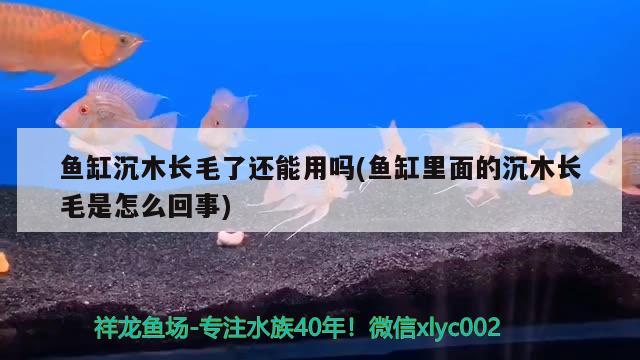 魚(yú)缸沉木長(zhǎng)毛了還能用嗎(魚(yú)缸里面的沉木長(zhǎng)毛是怎么回事)