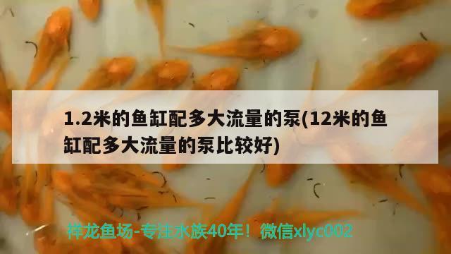 1.2米的魚缸配多大流量的泵(12米的魚缸配多大流量的泵比較好) 金三間魚