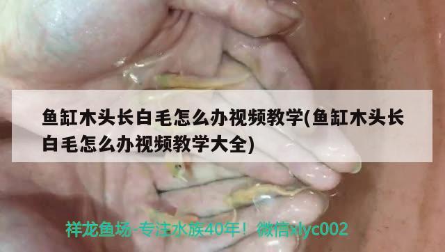 魚缸木頭長白毛怎么辦視頻教學(xué)(魚缸木頭長白毛怎么辦視頻教學(xué)大全) 銀河星鉆魚