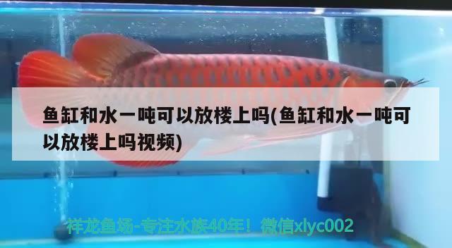 魚缸和水一噸可以放樓上嗎(魚缸和水一噸可以放樓上嗎視頻)