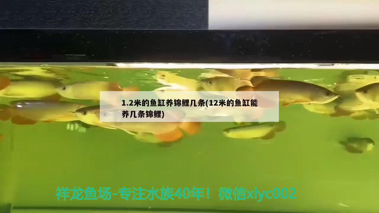 1.2米的魚(yú)缸養(yǎng)錦鯉幾條(12米的魚(yú)缸能養(yǎng)幾條錦鯉)