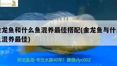 金龍魚(yú)和什么魚(yú)混養(yǎng)最佳搭配(金龍魚(yú)與什么魚(yú)混養(yǎng)最佳)