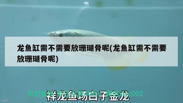 龍魚(yú)缸需不需要放珊瑚骨呢(龍魚(yú)缸需不需要放珊瑚骨呢)