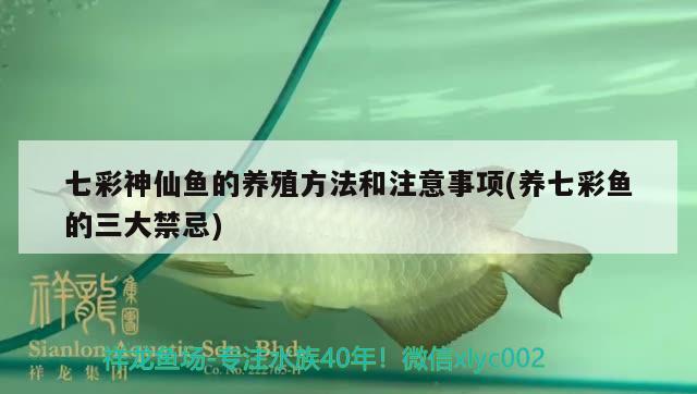 七彩神仙魚的養(yǎng)殖方法和注意事項(養(yǎng)七彩魚的三大禁忌) 七彩神仙魚