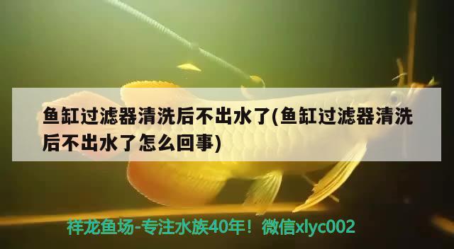 魚缸過濾器清洗后不出水了(魚缸過濾器清洗后不出水了怎么回事)