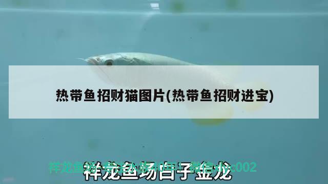 熱帶魚招財貓圖片(熱帶魚招財進寶) 觀賞魚