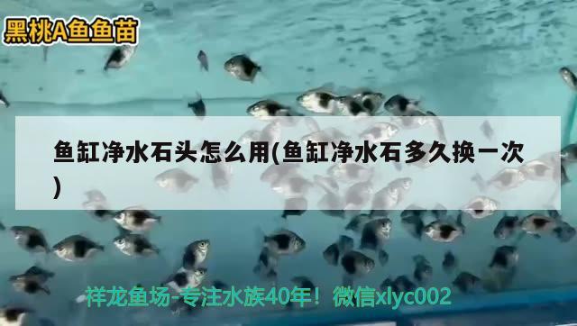 魚缸凈水石頭怎么用(魚缸凈水石多久換一次) 水族世界