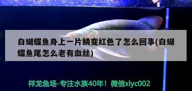 白蝴蝶魚(yú)身上一片鱗變紅色了怎么回事(白蝴蝶魚(yú)尾怎么老有血絲) 蝴蝶鯉