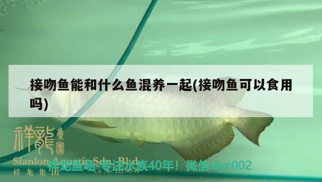 接吻魚能和什么魚混養(yǎng)一起(接吻魚可以食用嗎) 觀賞魚