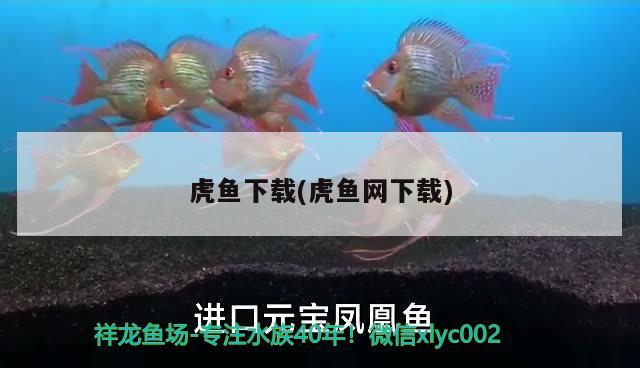 虎魚下載(虎魚網(wǎng)下載) 虎魚百科