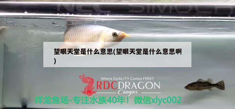 望眼天堂是什么意思(望眼天堂是什么意思啊) 觀賞魚