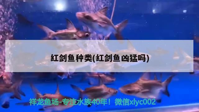 紅劍魚種類(紅劍魚兇猛嗎)