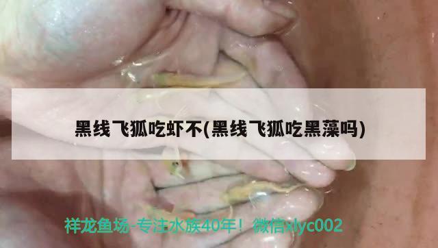 黑線飛狐吃蝦不(黑線飛狐吃黑藻嗎) 觀賞魚