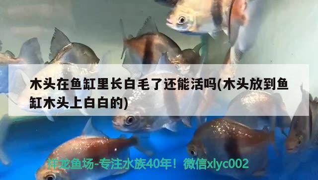 木頭在魚缸里長白毛了還能活嗎(木頭放到魚缸木頭上白白的)