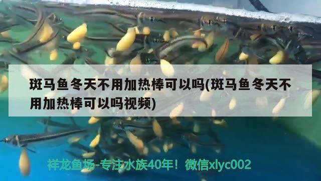 斑馬魚冬天不用加熱棒可以嗎(斑馬魚冬天不用加熱棒可以嗎視頻) 觀賞魚