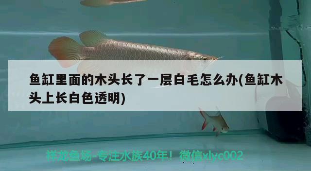 魚缸里面的木頭長了一層白毛怎么辦(魚缸木頭上長白色透明) 賽級紅龍魚